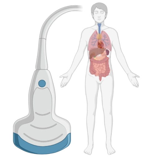 Ultraschall-Anatomie
